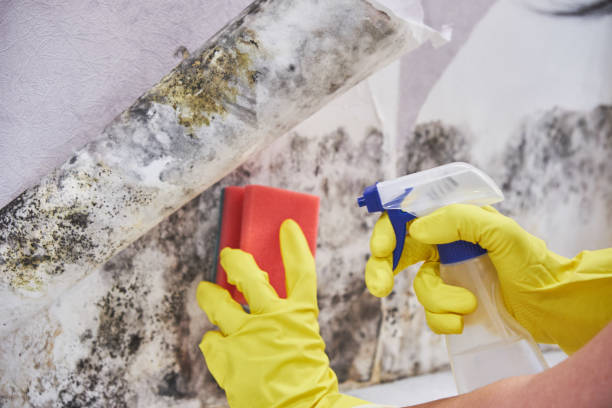 Best Forensic Mold Investigation  in Collinsvle, IL